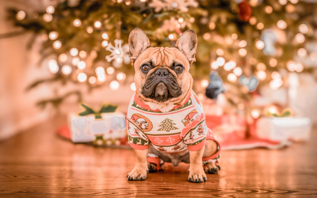 Noël avec son chien : les erreurs à éviter