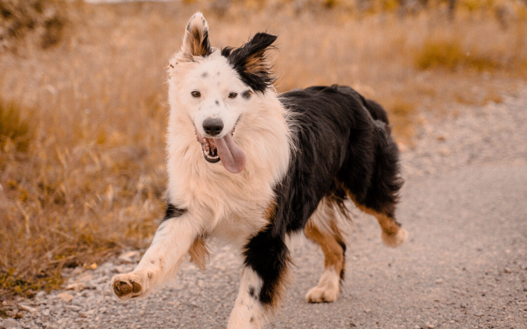 Comment rendre son chien heureux ?