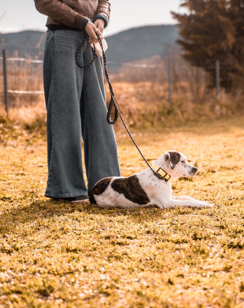 Chiens et propriétaires participant à une activité éducative collective en extérieur