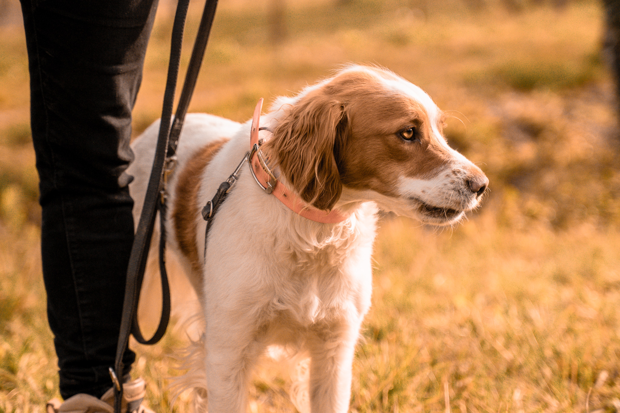 Cours collectif d’activité canine avec plusieurs maîtres et chiens