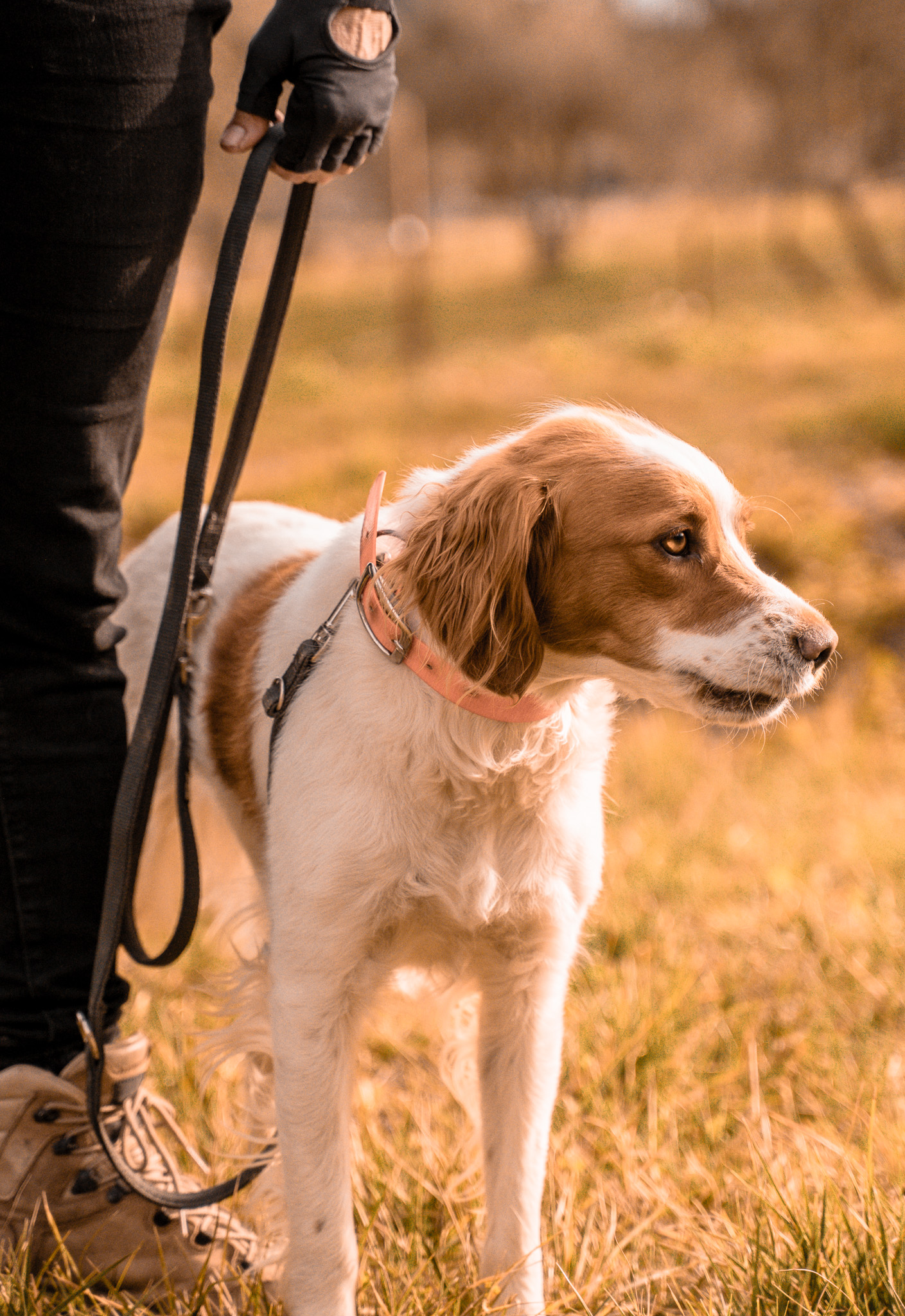 Cours collectif d’activité canine avec plusieurs maîtres et chiens