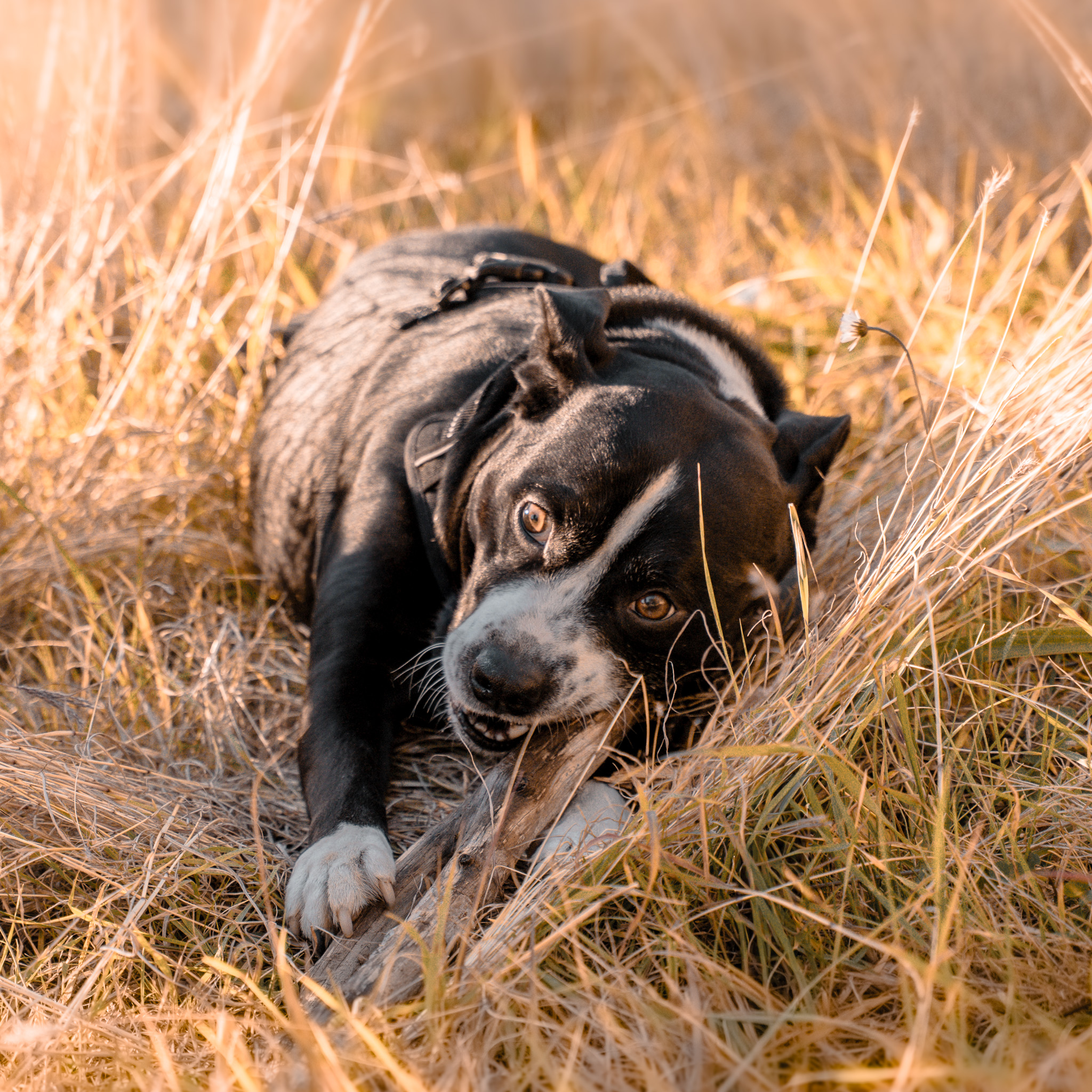 Chien profitant d’une promenade en extérieur avec un pet sitter